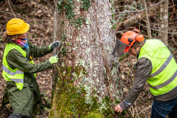 Reliable Olivehurst, CA Tree Services Solutions