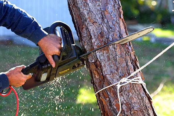 Best Tree and Shrub Care  in Olivehurst, CA