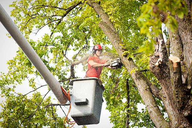 Best Utility Line Clearance  in Olivehurst, CA